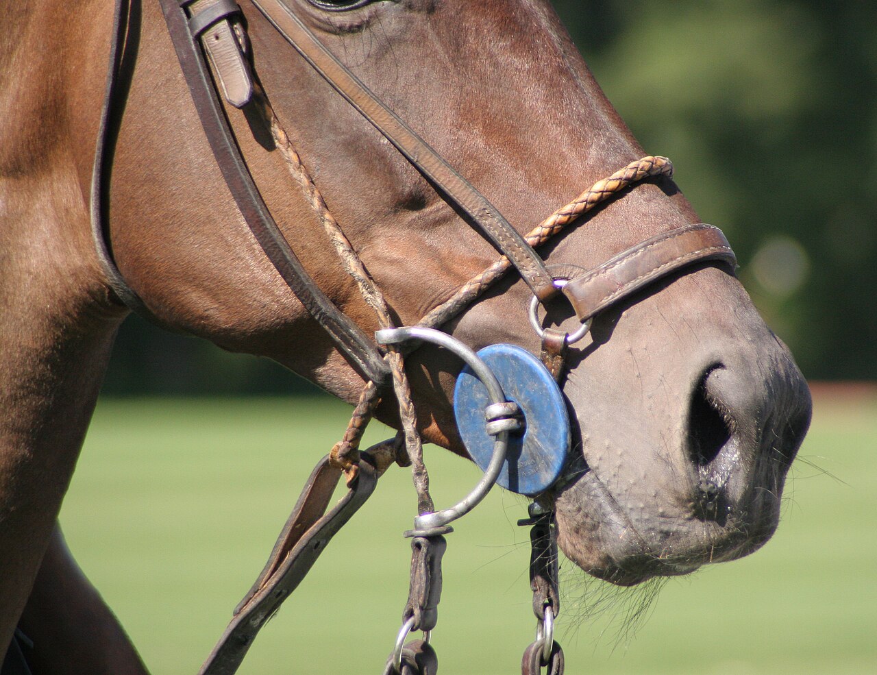 Cabeza de caballo con una brida de cuero y un bocado de metal